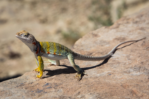 Eastern Collared Lizard