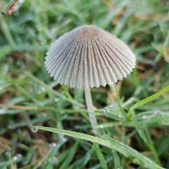 Setulosi