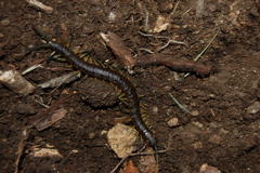 Scolopendra viridis maya
