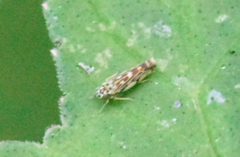 Eupteryx urticae