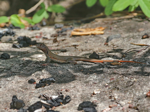 Khorat Plateau Butterfly Lizard, Leiolepis glaurung