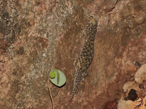 Kanchanaburi Four-clawed Gecko, Gehyra lacerata
