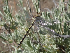 Ophiogomphus morrisoni