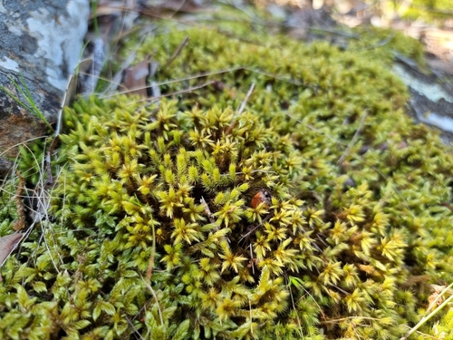 Image of Breutelia affinis by (c) Lukas Krug, some rights reserved (CC BY)