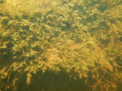 Fissidens fontanus