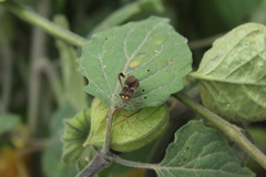 Leptoglossus zonatus