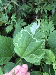 Calycomyza eupatoriphaga