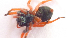 Trachelopachys gracilis