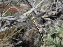 Ophiogomphus morrisoni