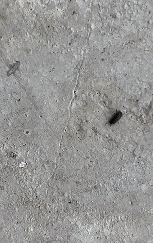 Common Pill Woodlouse