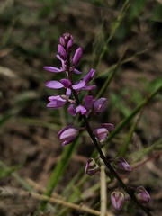 Polygala polygama
