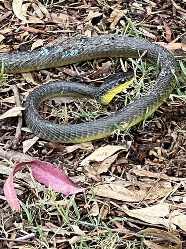 Common Tree Snake sighting