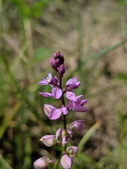 Polygala polygama