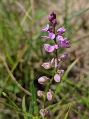 Polygala polygama