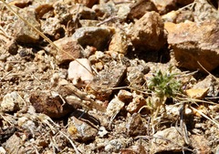 Trimerotropis occidentalis