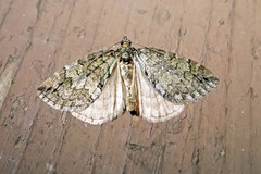 Hydriomena renunciata