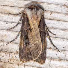 Agrotis volubilis
