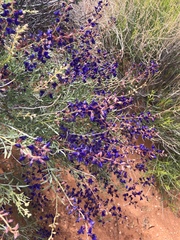 Psorothamnus arborescens