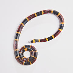 Micrurus tener tener