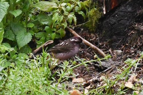 Sharpe's Rosefinch (Carpodacus verreauxii), photo 6