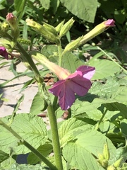 Nicotiana × sanderi