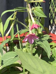 Nicotiana × sanderi