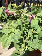 Nicotiana × sanderi