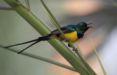 Nile Valley Sunbird photo 2