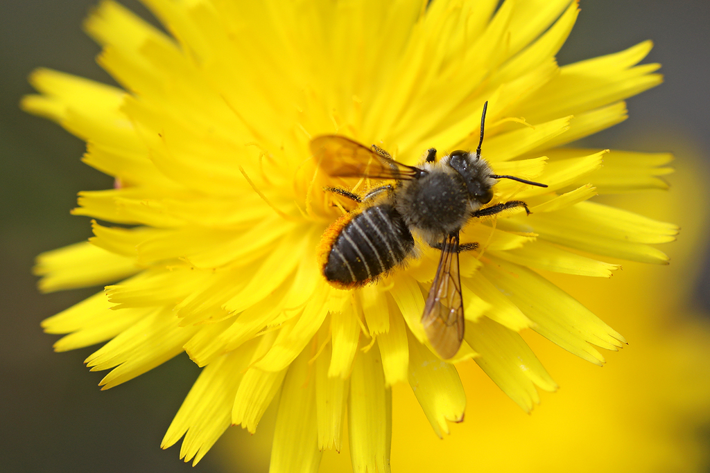 Megachile ecuadoria