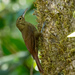 Long-tailed Woodcreeper - Photo (c) Dan Miller, some rights reserved (CC BY-NC), uploaded by Dan Miller