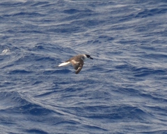 Pterodroma hasitata
