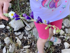 Penstemon neomexicanus