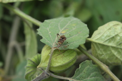 Leptoglossus zonatus
