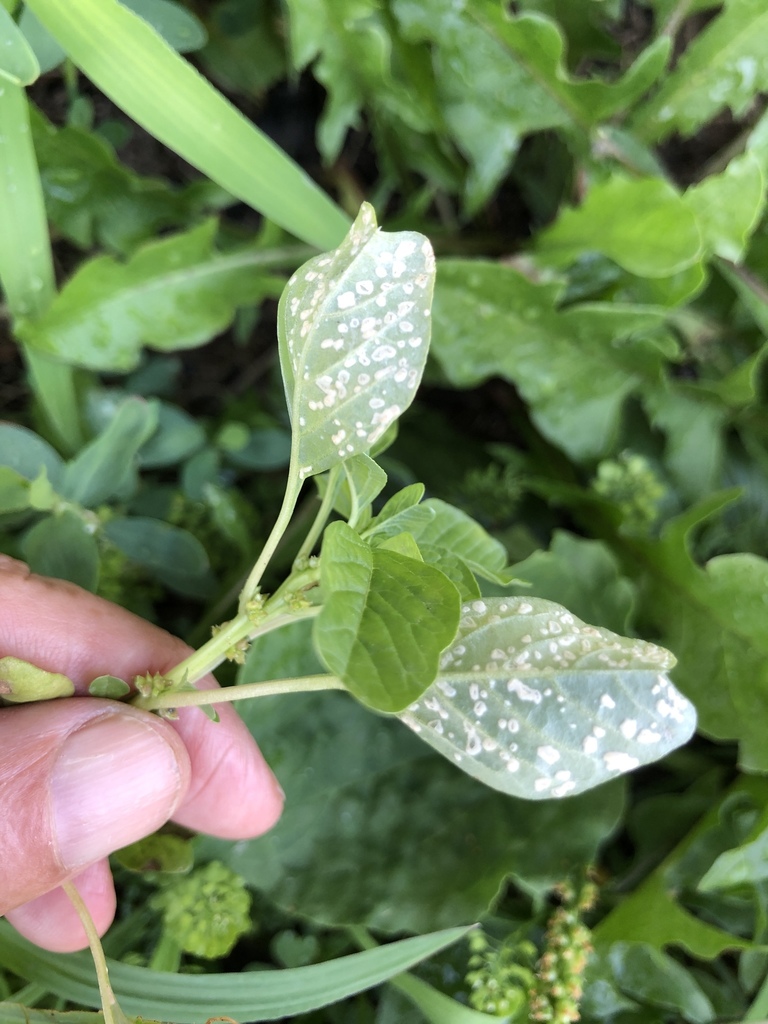 White Blister Rust Disease