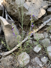Penstemon neomexicanus