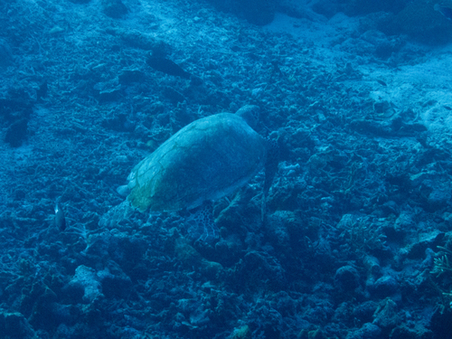 Green Sea Turtle — seen at this dive site