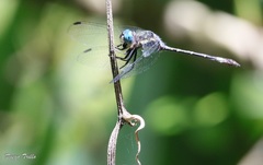 Micrathyria hypodidyma