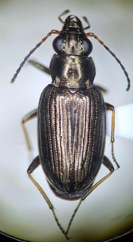 Bembidion sculpturatum