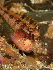 Alloclinus holderi