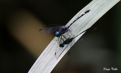 Micrathyria hypodidyma