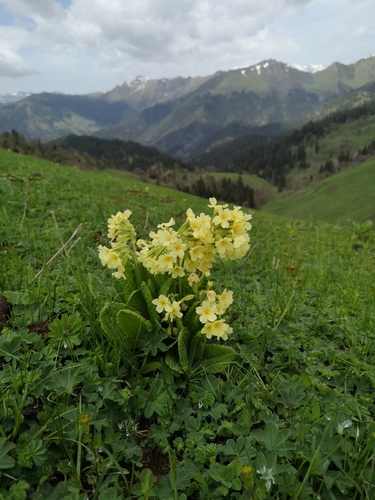 prvosienka vyššia (Primula elatior)