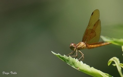 Perithemis icteroptera