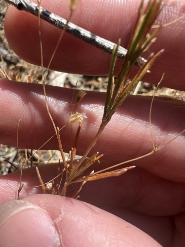 Image of Leptosiphon liniflorus by no rights reserved
