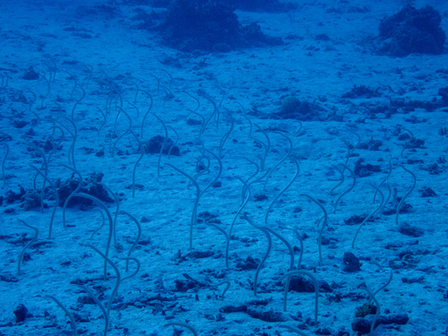 Gorgasia maculata