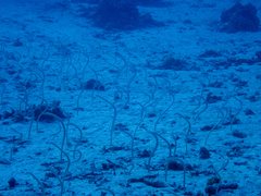 Gorgasia maculata