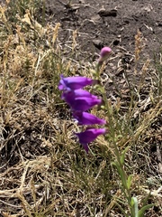 Penstemon neomexicanus