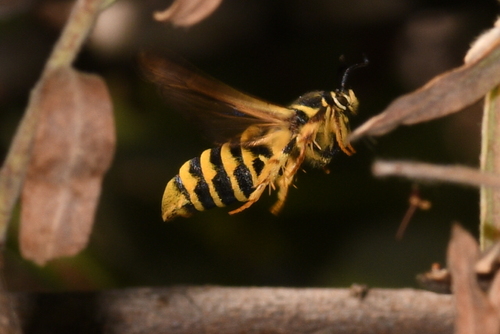 Raspberry Crown Borer photo 4