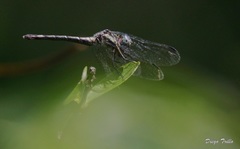 Micrathyria hypodidyma