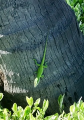 Anolis porcatus