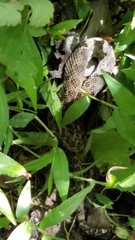 Ophryacus smaragdinus